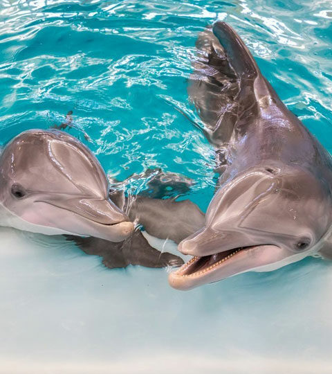 Watch your favourite resident animals live from Clearwater Aquarium