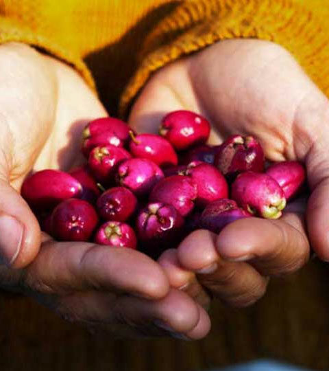 Learn about Australian Natives in the Royal Botanic Gardens Bush Tucker Guide