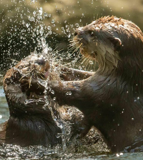 Watch Taronga Zoo's Animal Live Streams