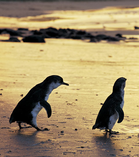 Tune into the Live Penguin Stream from Phillip Island