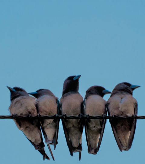Chorus: Originate 2022